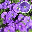 Afbeelding van Petunia P12 San Sky Blue